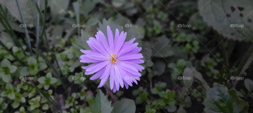 purple flower