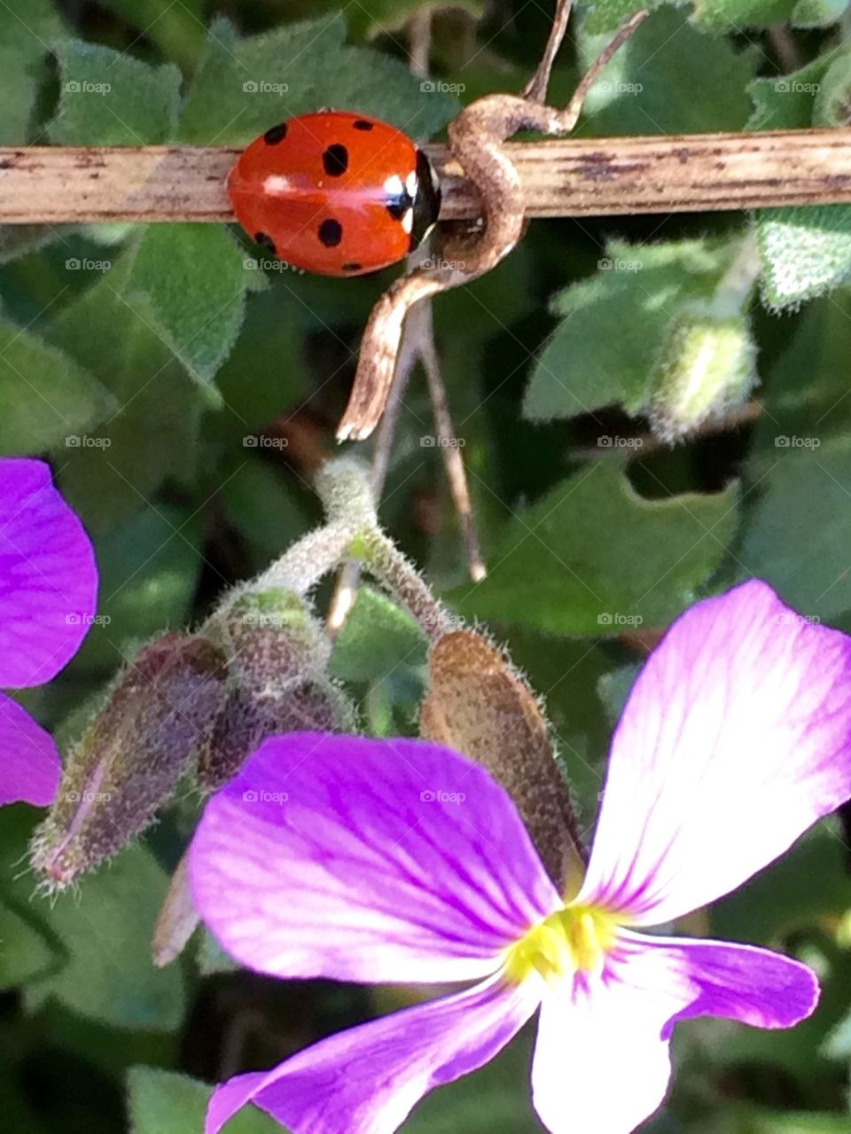 Flowerbed 