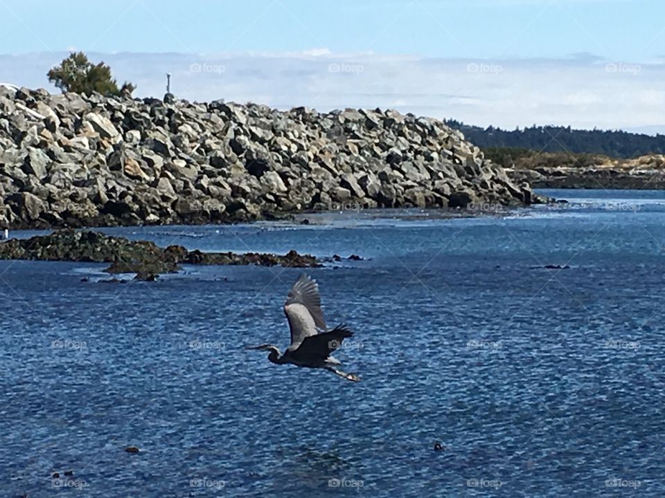 Heron in jump