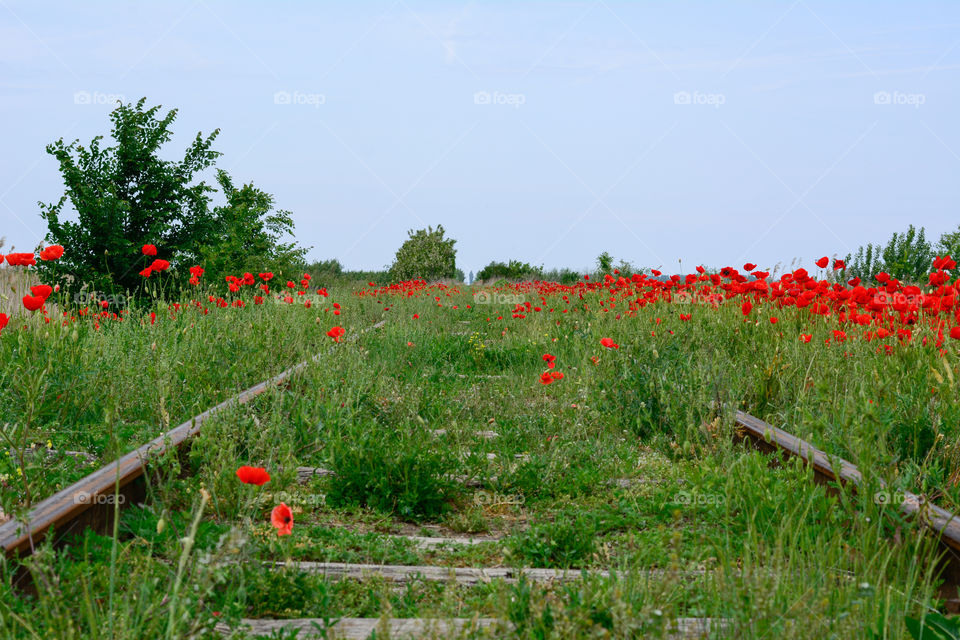 Wild Poppy flower field. Red poppy flowers near railway tracks