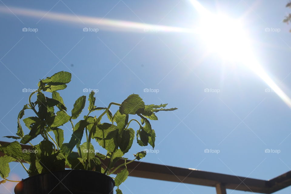 The sun and water helps plants grow. Providing with food. What would happen if we didn’t have sun and water the mystery would still go.