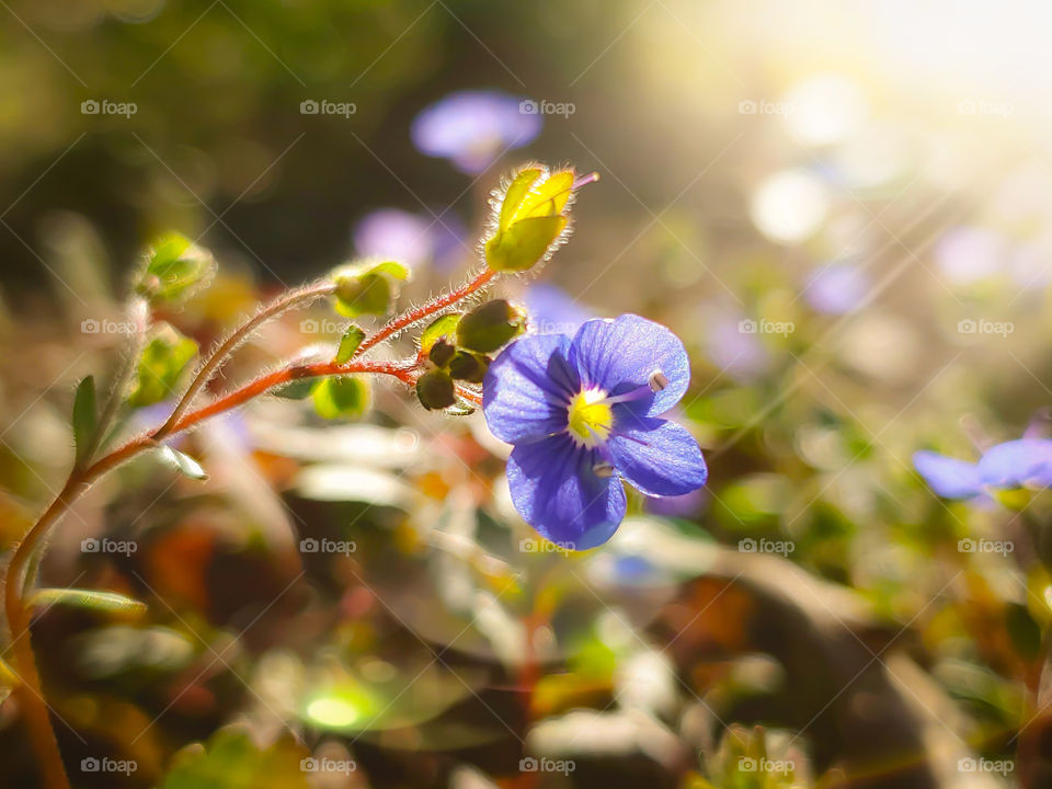 Speedwell flower illuminated by sunlight