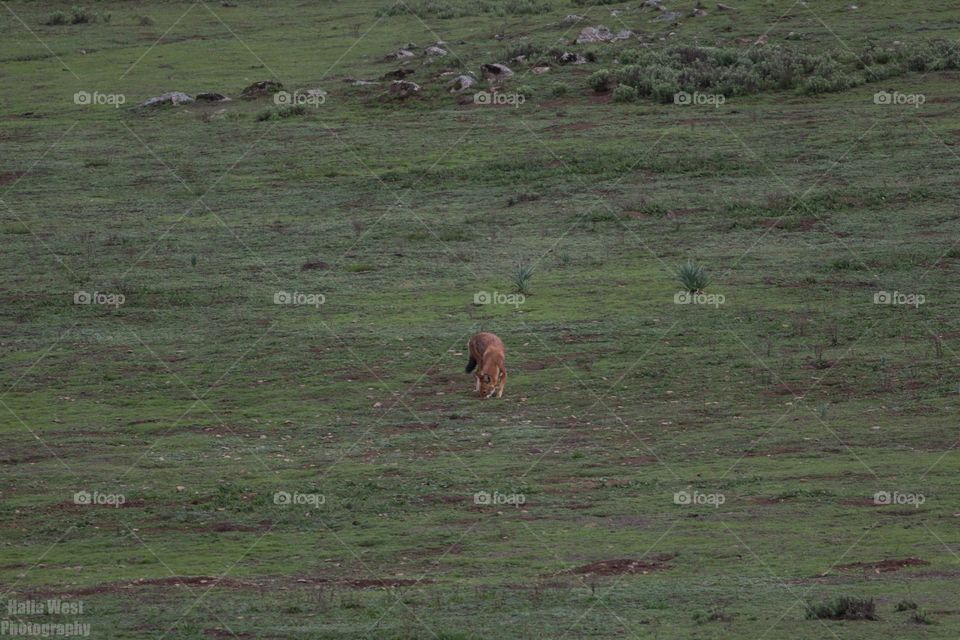 Ethiopian wolf 32