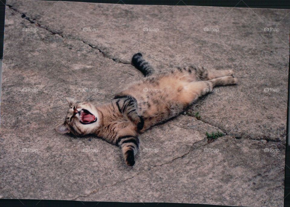 Tabby kitten yawning