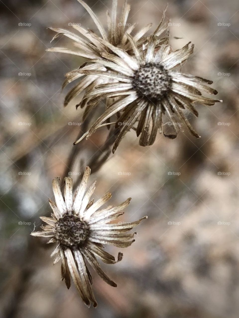 The hard freeze we had at the ranch in Texas left some beautiful things behind! These flowers are the size of a pencil eraser but are still so beautiful!