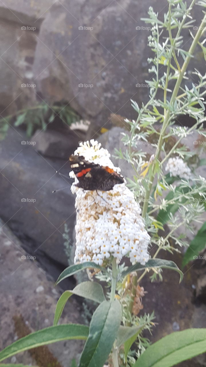 Eine Eleganz sucht seinen Schöpfer.