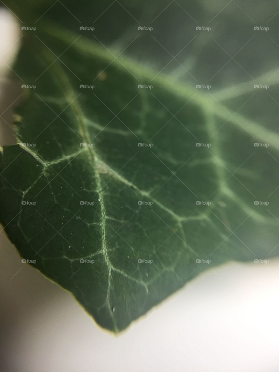Ivy Leaf in Macro