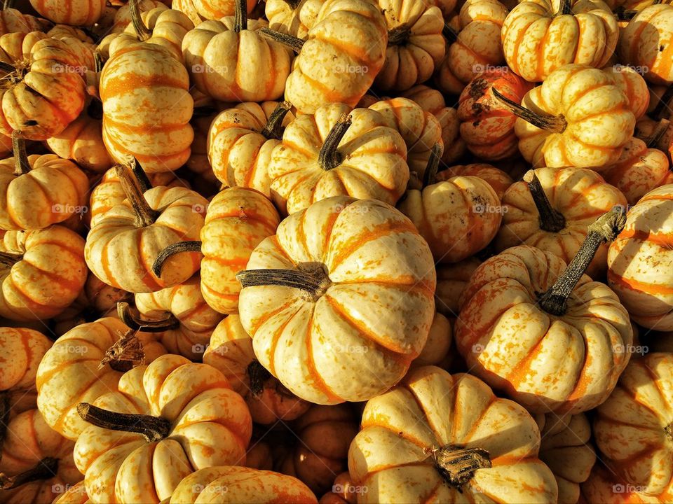 Beautiful harvest of pumpkins for Halloween