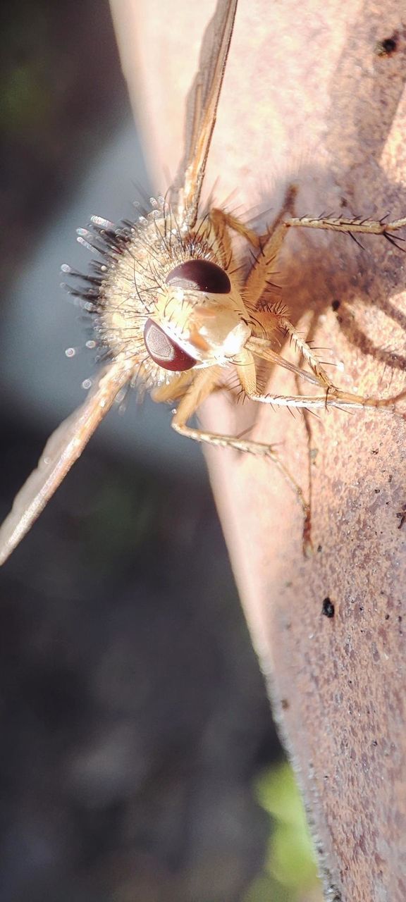 Archytas
Insects