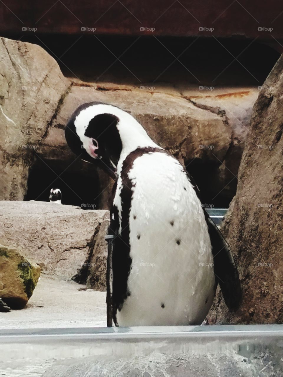 Up close with a penguin.