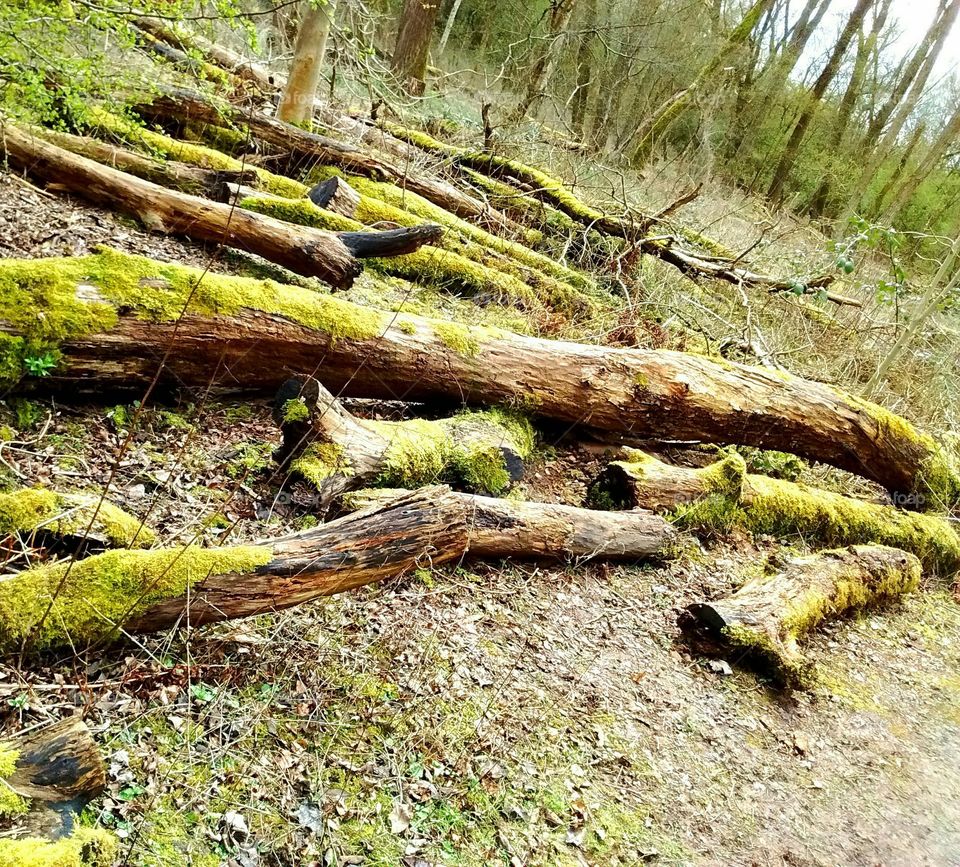 forest floor