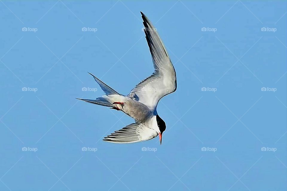 Close up of Common Tern in full flight