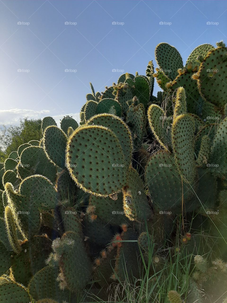 cactus and sun