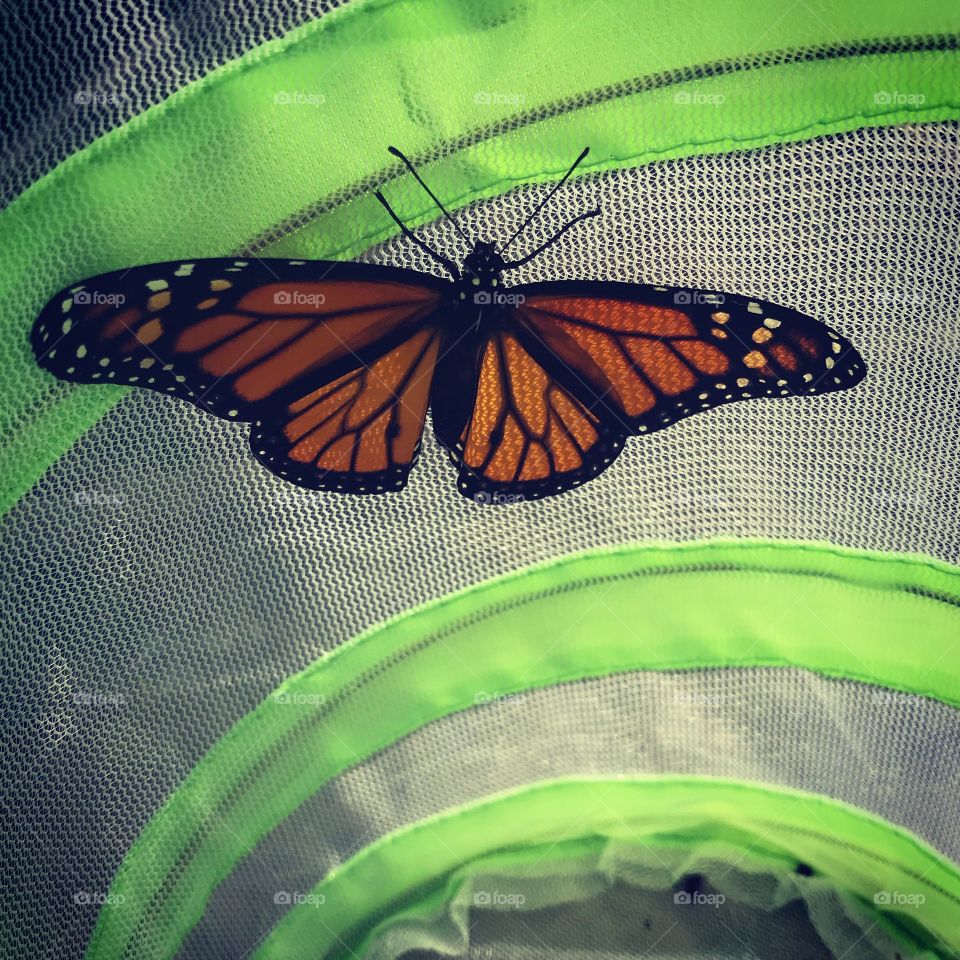 Freshly Hatched Male Monarch 