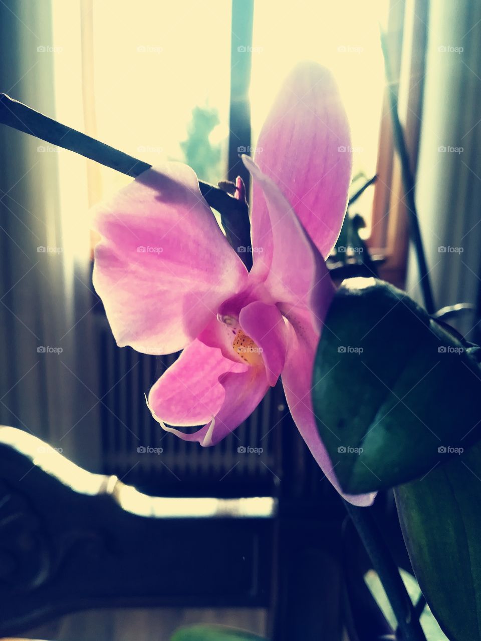 orchid