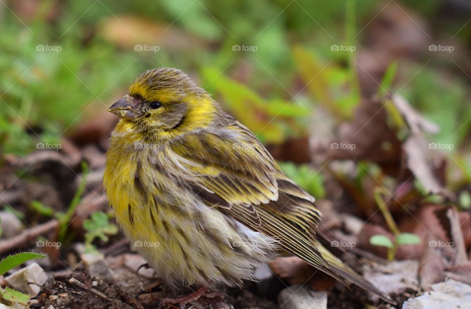 bird portrait