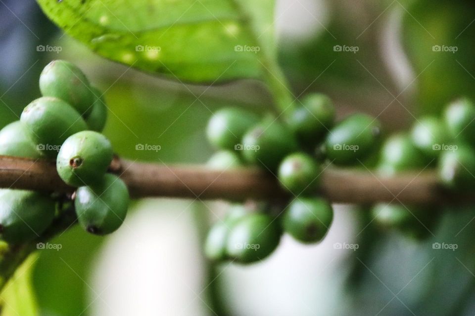 Raw green Coffee Beans on a branch