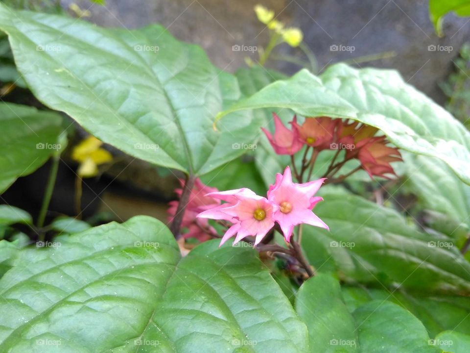 Pink flower on the park