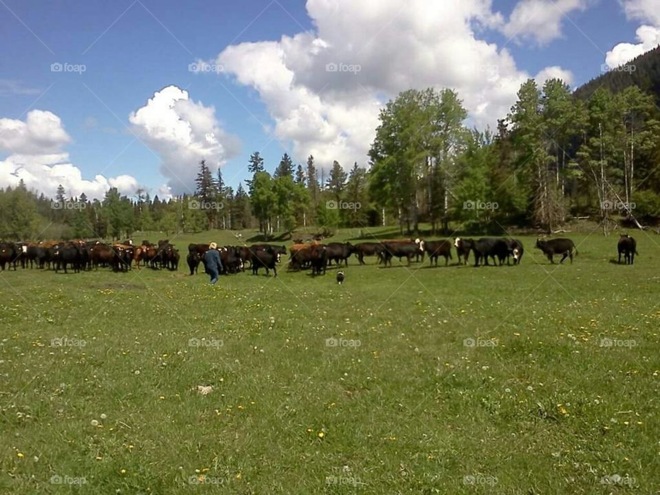 Rancher checking the cows.