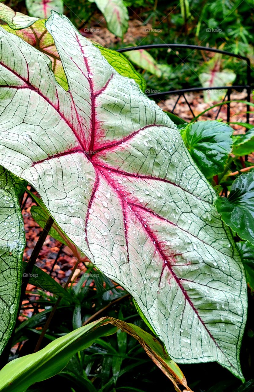 Caladium leaf with raindrops