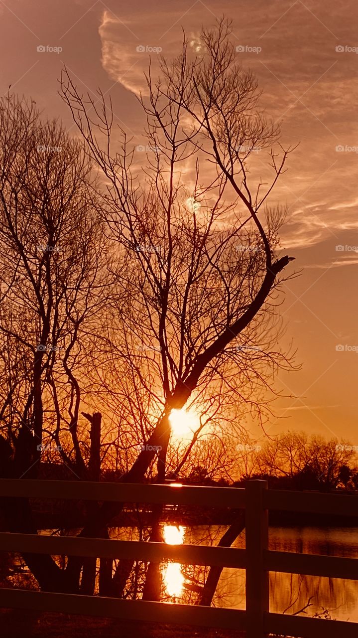 Silhouette Evening Sunset High Clouds Bring in the Backlit Moments we pray for everyday the Sun sets. Perfect form of the Lakebed Tree. Every branch on this tree is leafless and Beauty is pouring out.