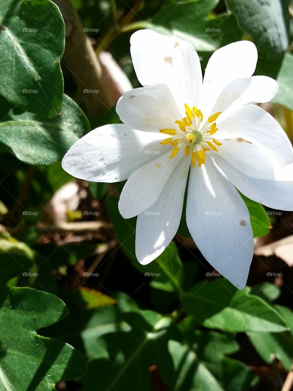 Blood root wildflower . wildflower called blood root