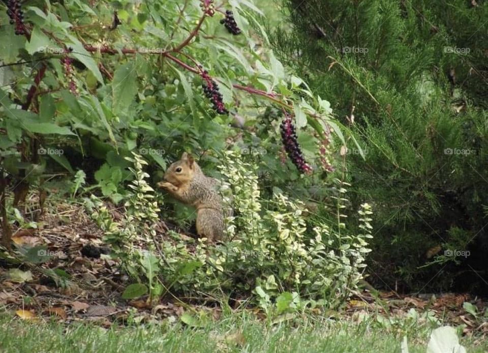 A squirrel enjoying its findings