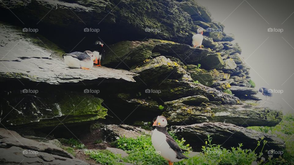 puffin troppers