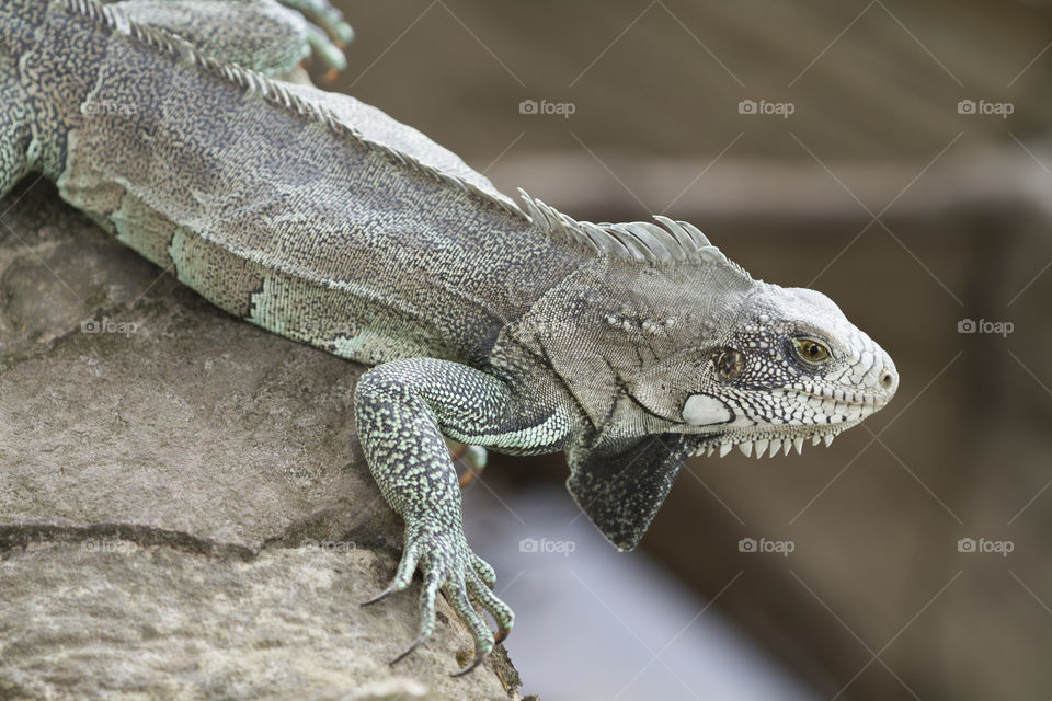 Beautiful iguana.