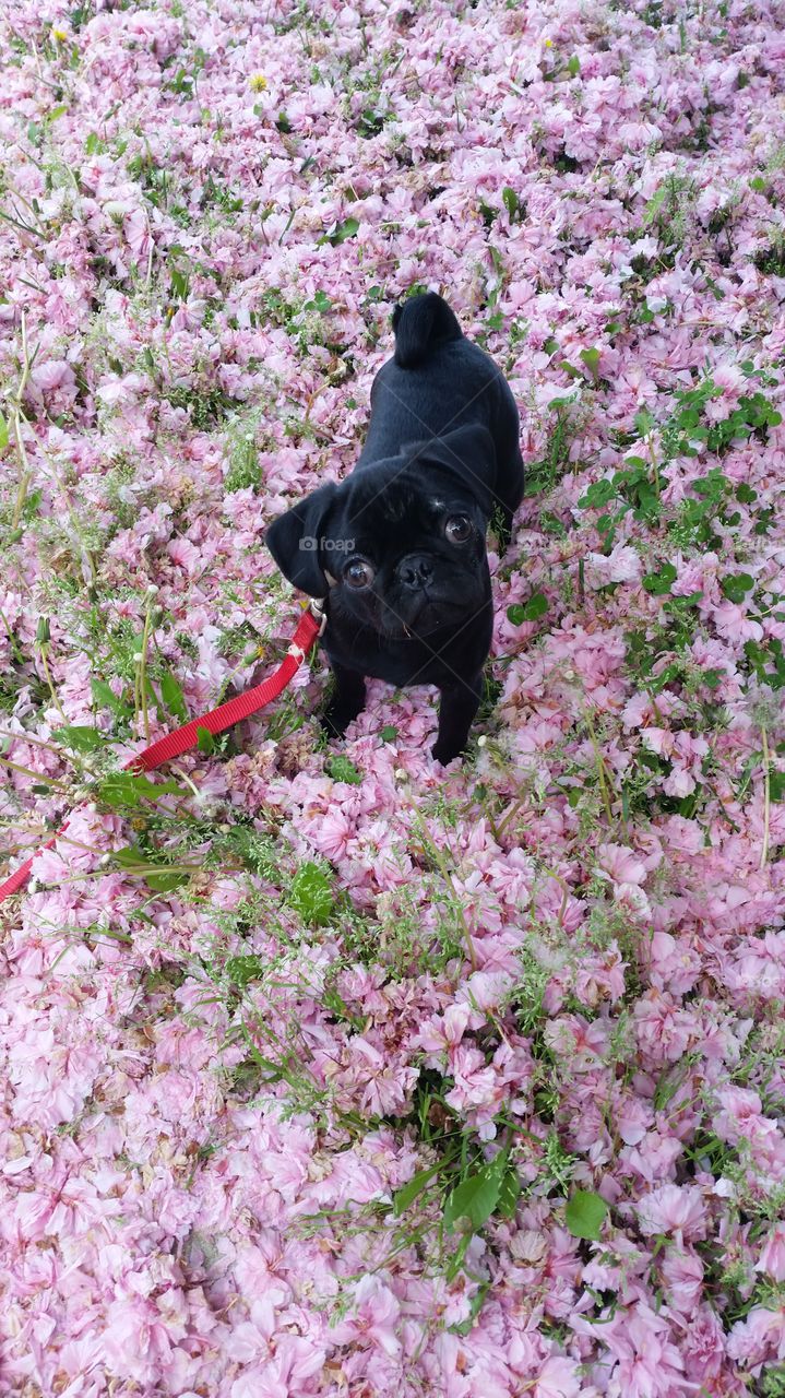 Puppy exploring fallen blossoms from a nearby tree