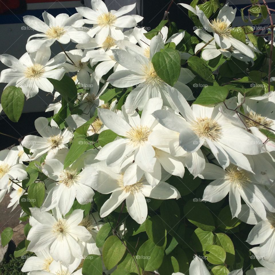 Clematis in bloom 