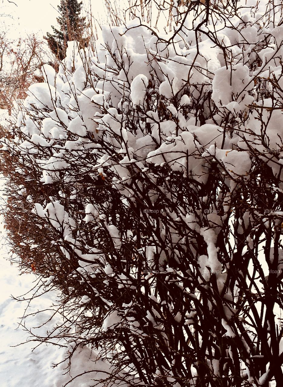 Bushes loaded with the snow 