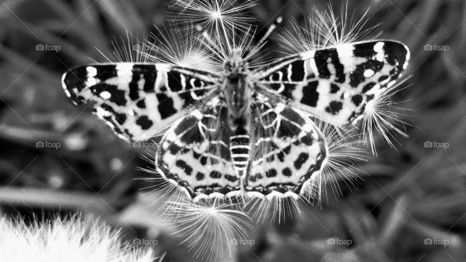 orange butterfly on a fluffy dandelion in the grass field