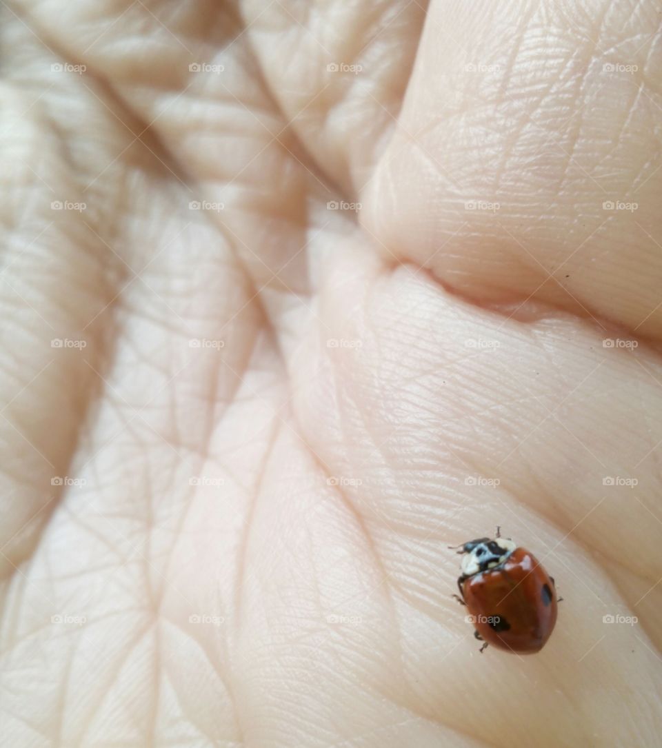 Ladybug, No Person, Insect, Biology, One