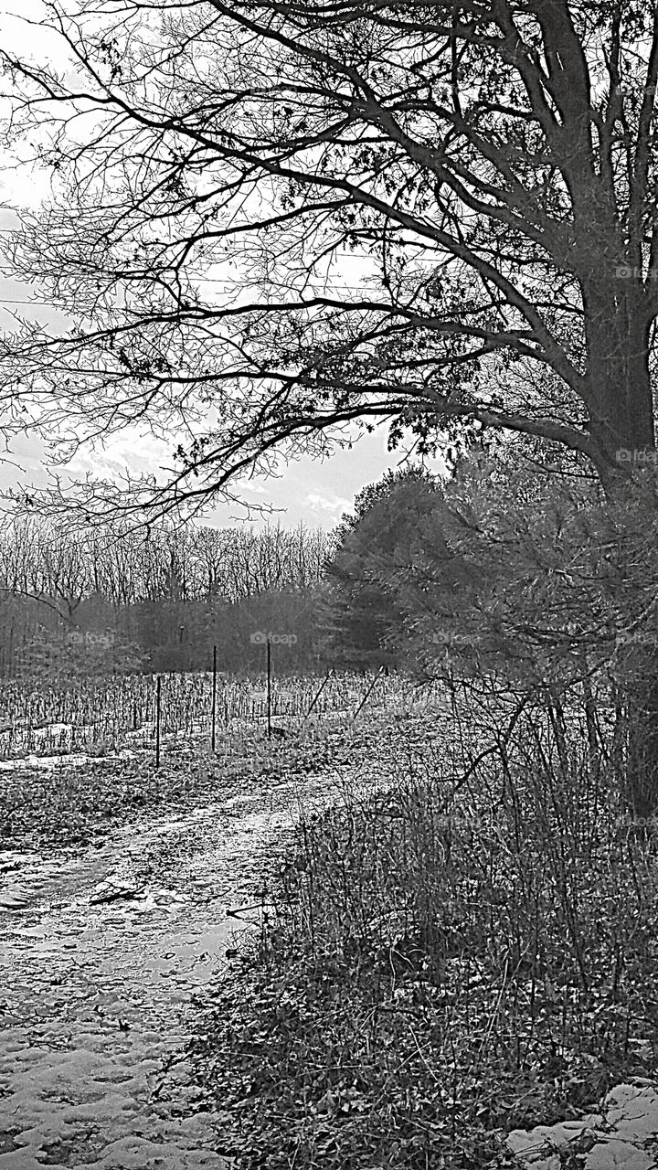 winter in Michigan snowy trail