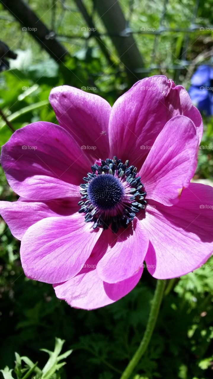 my pink Anemone