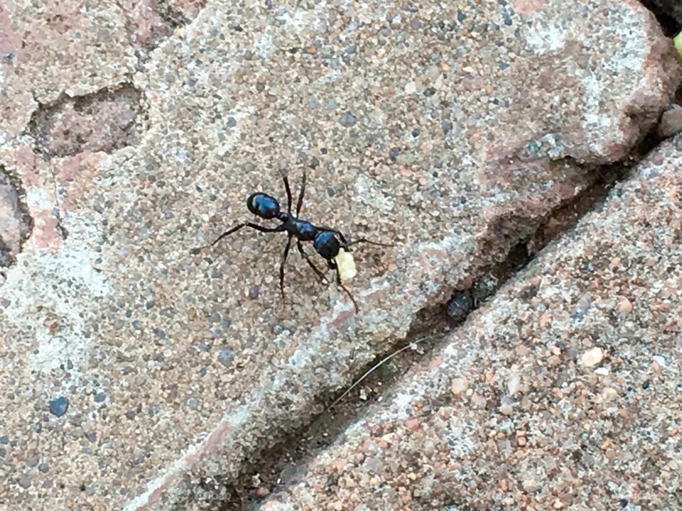 Working ant carrying food toward nest