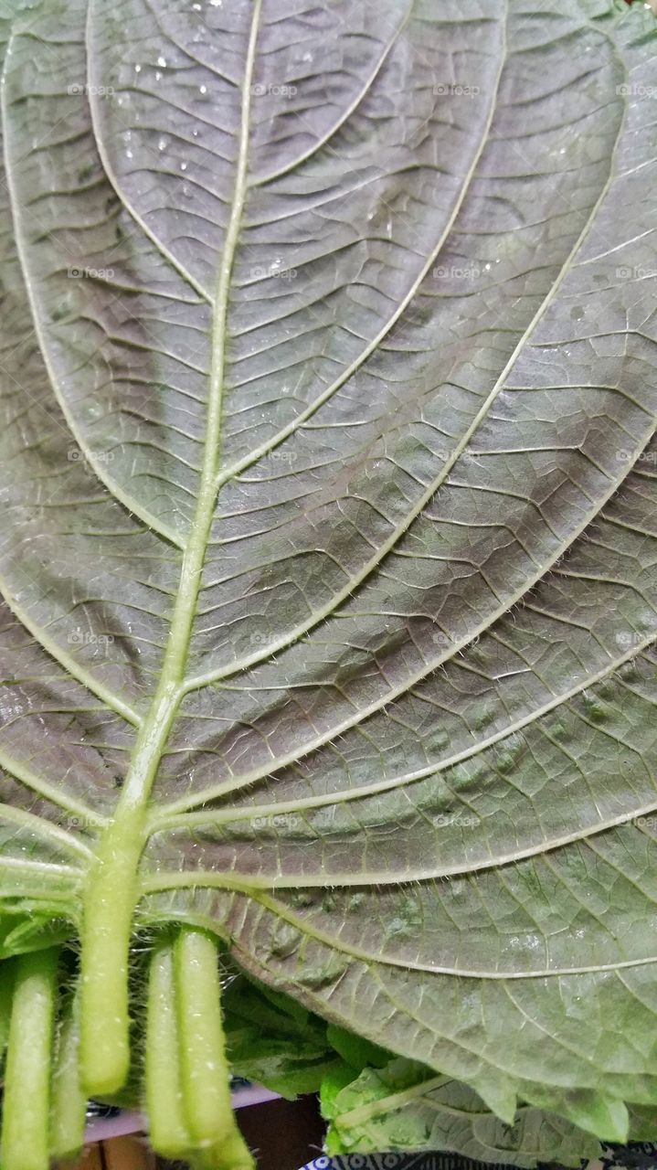 Freshly washed Perilla leaves revealing the vein and hairlet structures in close up view. These leaves are ready for consumption.