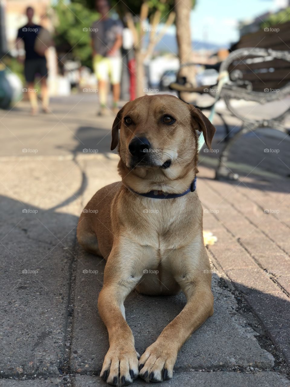 Just a beautiful mixed breed dog lounging 