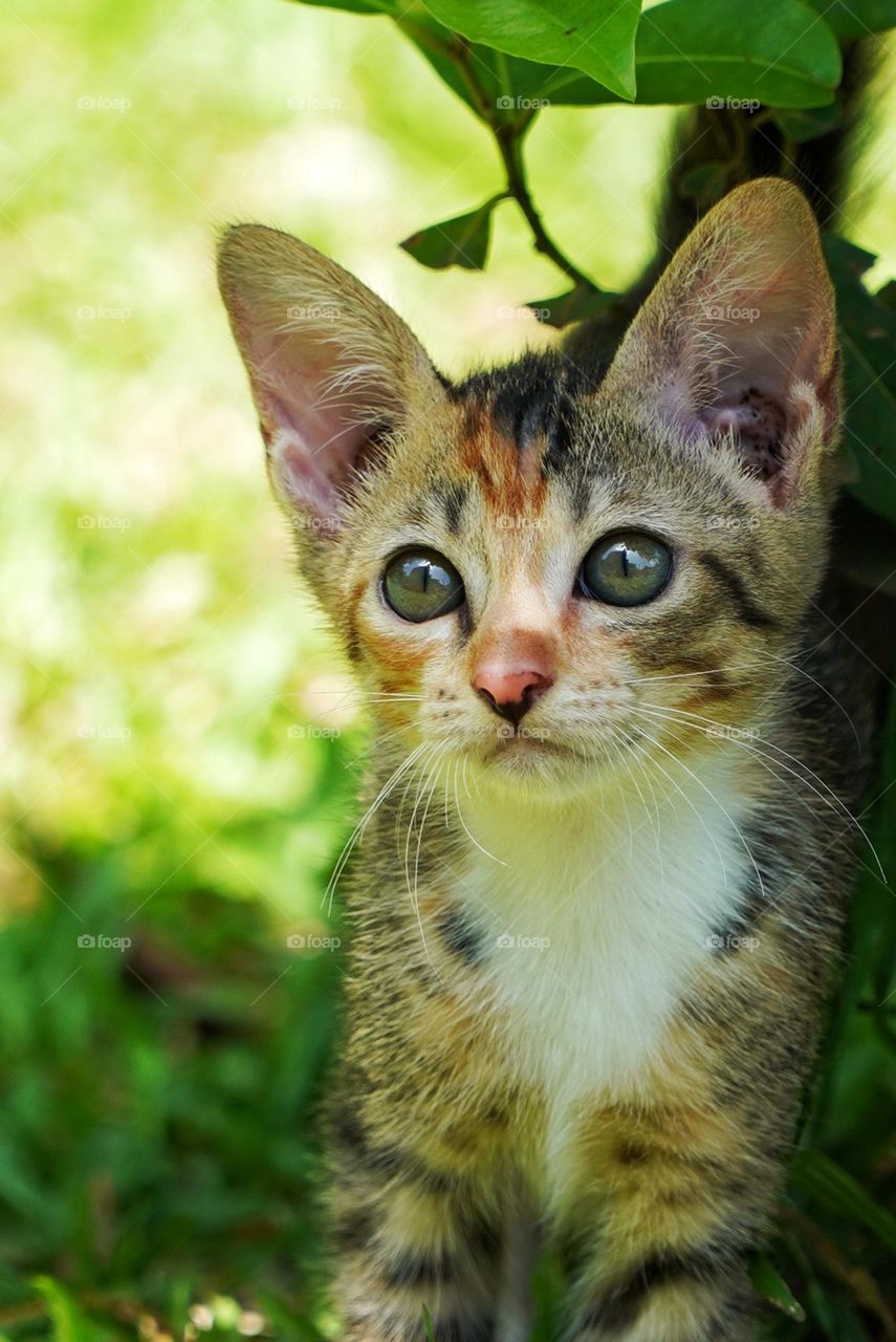 kitten playing in the garden