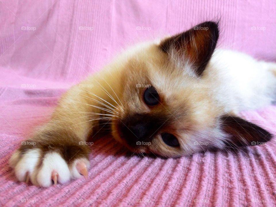 cat blanket by marcinjakobowski