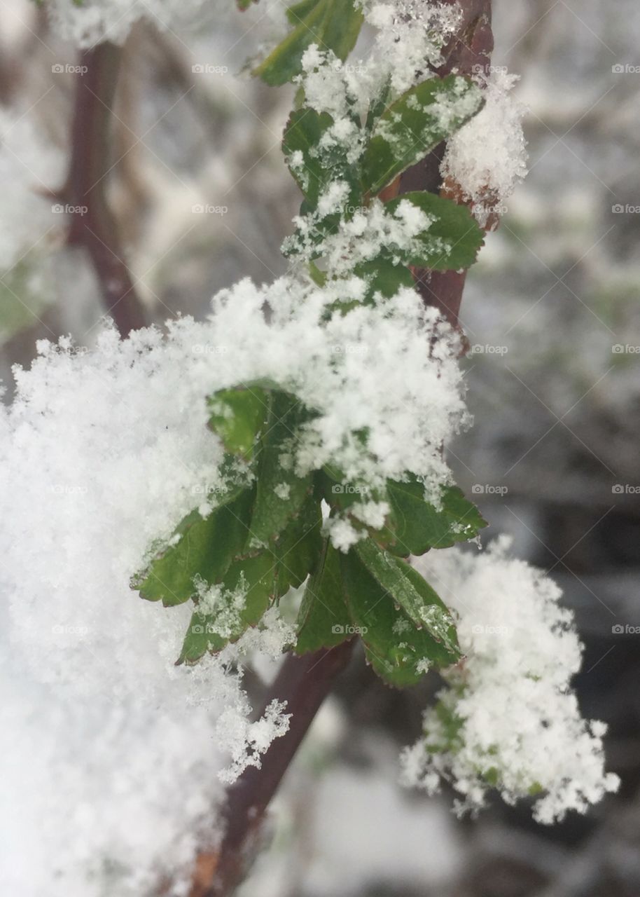 Snow-covered spring