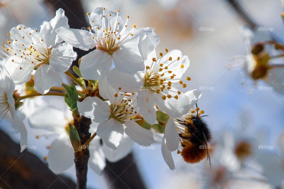 Bee at the white spring flowers