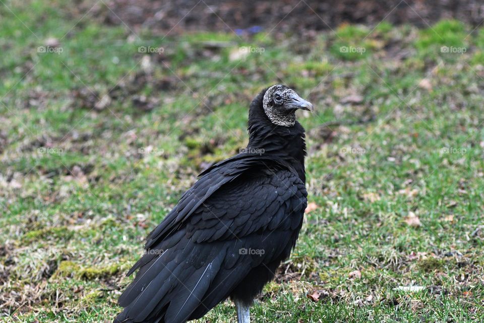 A tall black Vulture hangs out on the front lawn of a residential home in the early morning hours.