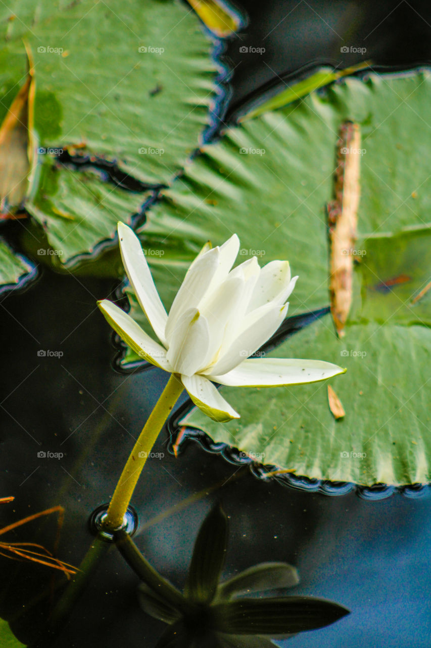 The beautiful white lotus flower or water lily reflection with the water in the pond