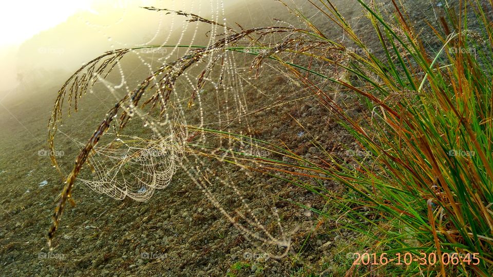 spider net having dew drop