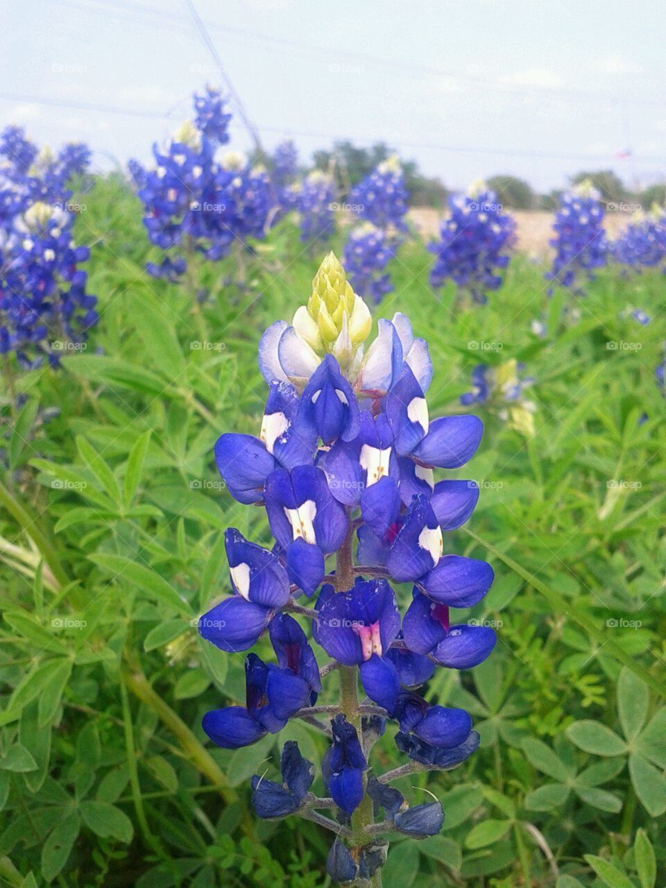 Bluebells. The State flower of Texas all in bloom