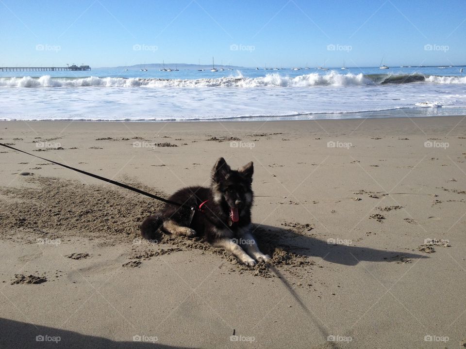German Shepherd puppy resting after playing at the beach