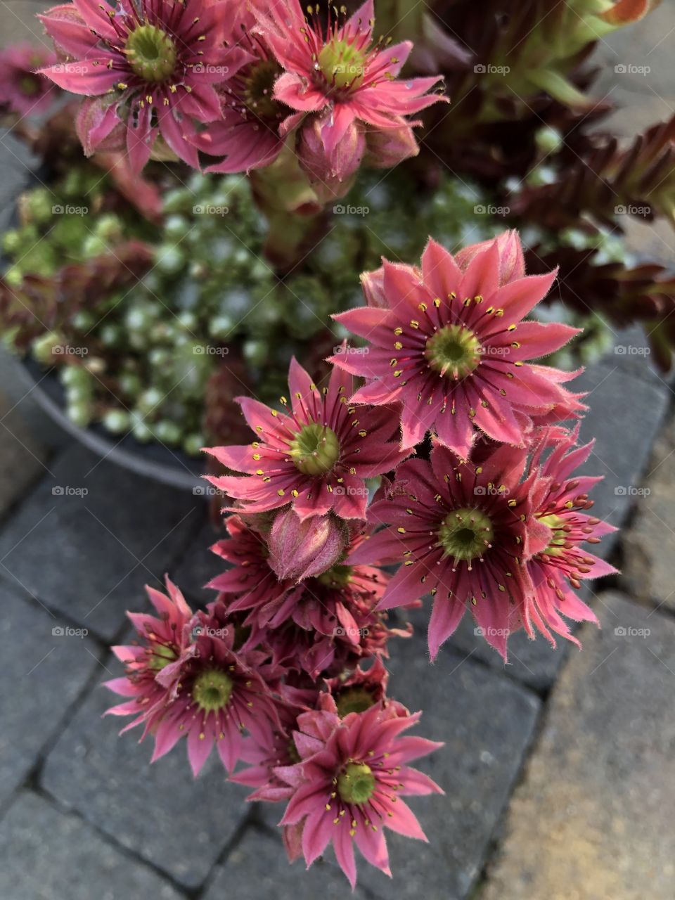 Flowering succulent 