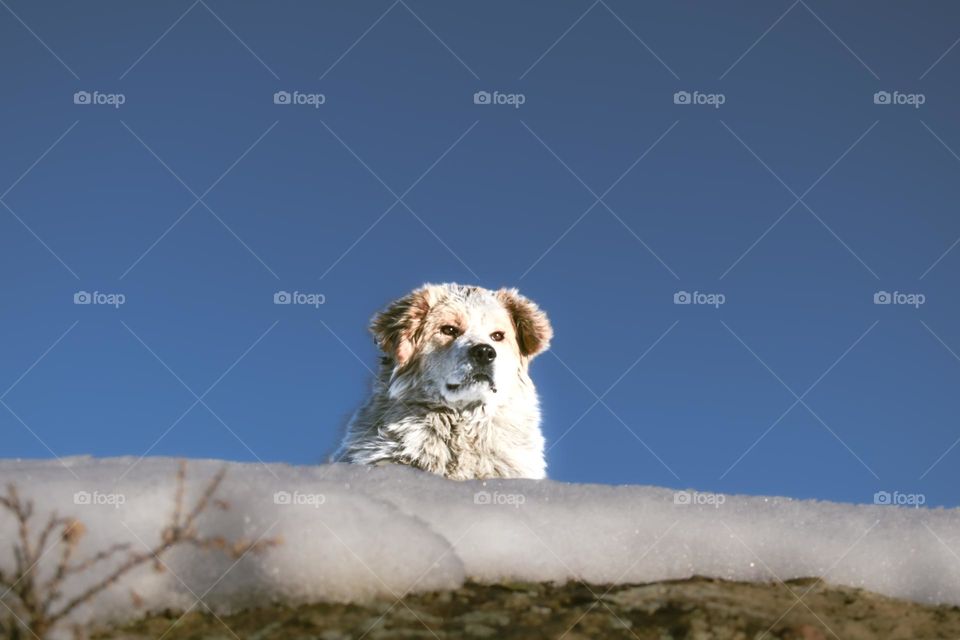 doggy on guard duty and enjoying the sun light